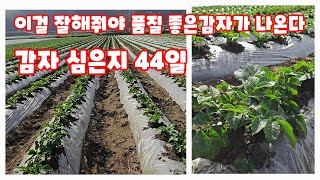 감자밭 북주기 감자 심은지 35일 흙 올려주기 수미감자 괴산감자 감물감자 풀뿌리농장 석성수 감물 감자축제 자…