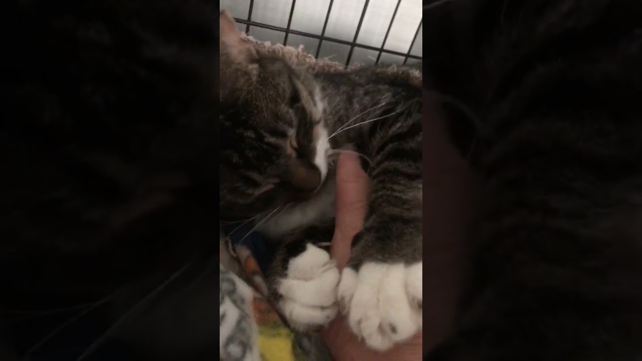 Chewy, a Adoptable mixed breed in Sebastian, FL video 2/2