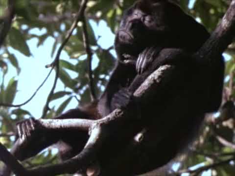 John Moods - Anyone (Unofficial Video)