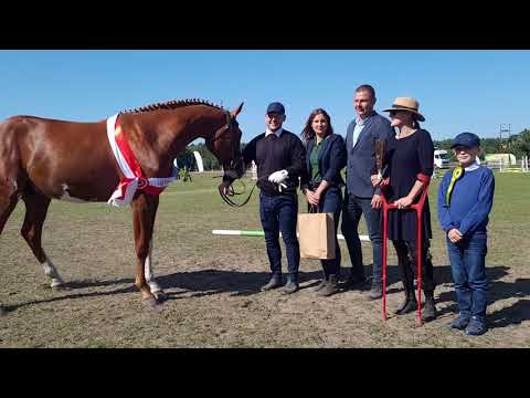 XXIII Regionalna Wystawa Koni Hodowlanych 5 09 2021 Stajnia Grzybowice - w skrócie