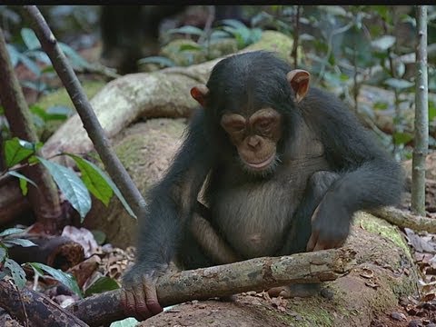 SCHIMPANSEN | Trailer & Filmclips german deutsch [HD]