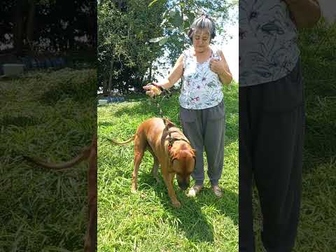 para los que no lo conocen,este es un matador de leones.