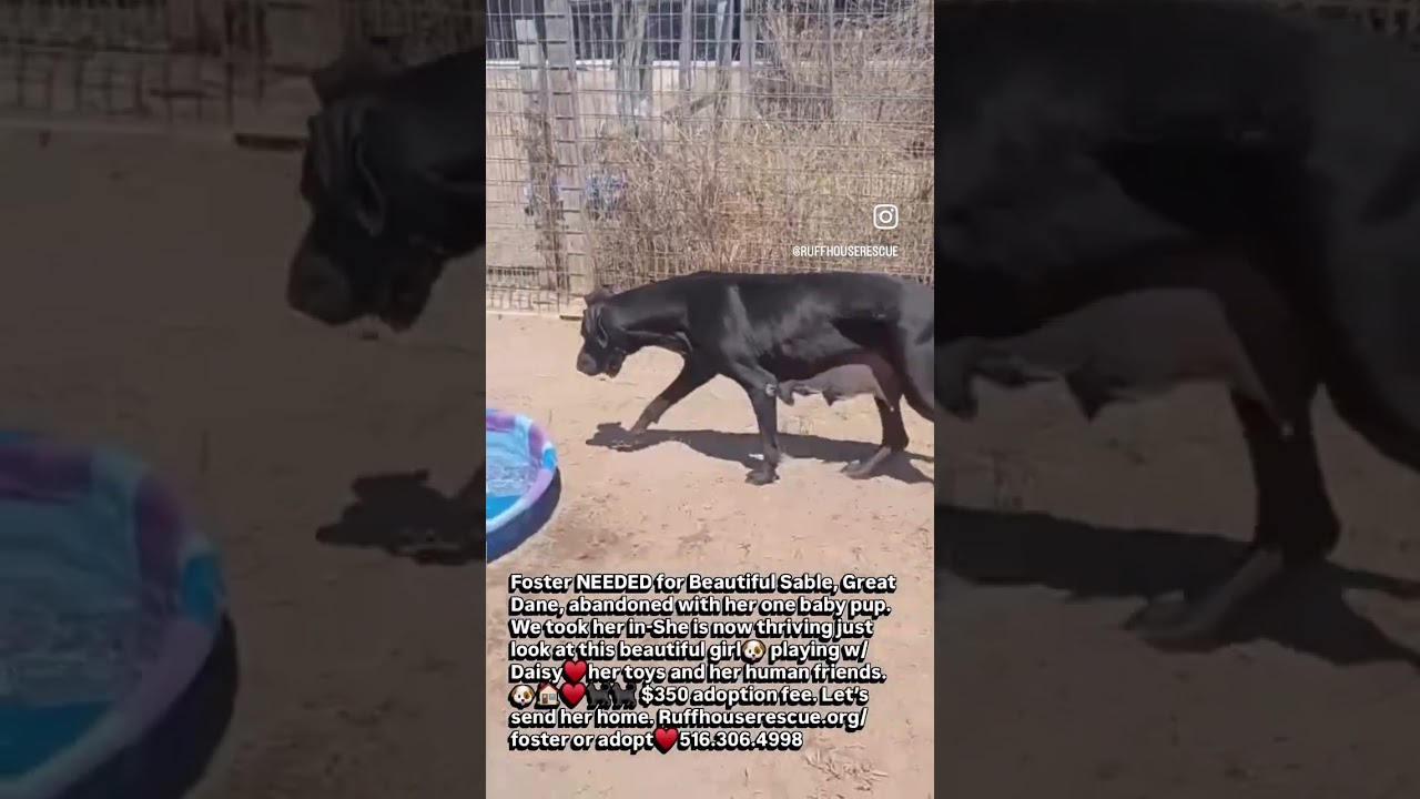 Sable, a Adoptable Great Dane in West Islip, NY video 4/4