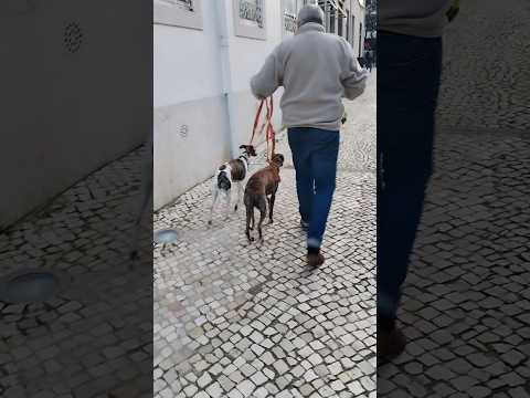 what he is doing | dog lover 😳🤔😇😅#shorts #youtube #portugal #doglover #ytshorts