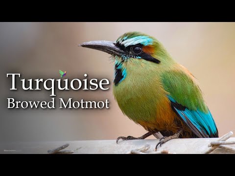 Turquoise Browed Motmot Song - Momoto Ceja Azul - Exotic Birds
