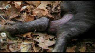 Download lagu Man vs. Wild - Alabama - Tusks and Teeth mp3