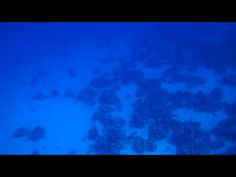 Delpine am Shaab el Kenz, Hausriff Utopia Beach El Qusier,Ägypten