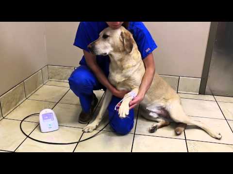 SunTech Vet20: Taking a BP measurement on Cats and Dogs (3 of 4)