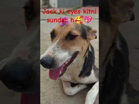 Jack ki eyes kitni sunder h🥰💖