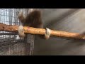 Monkey Spinning On Branch
