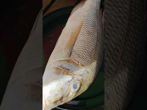 Big fresh fish #fish #big #shortsviral #satisfying