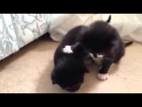 Kittens take their first steps