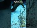 Labster Vs Eel Fight For Life Shorts Arthur54 TV