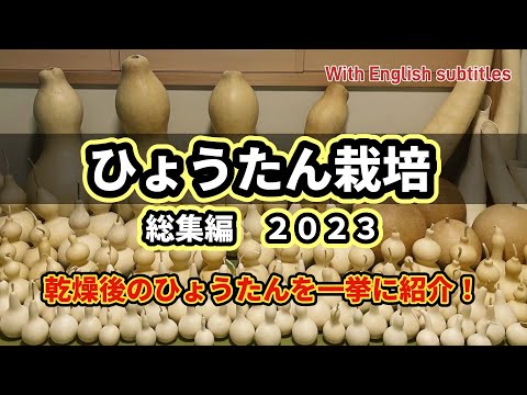 園芸 ひょうたんの木、ひょうたんの木