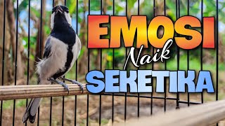 Download lagu PANCINGAN GELATIK BATU UNTUK MENAIKKAN EMOSI PASTI LANGSUNG NYAUT SEKETIKA mp3