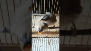 Download lagu anakan burung kaso kaso mp3
