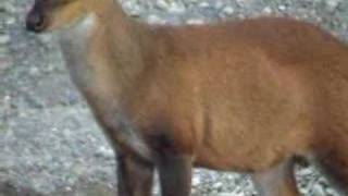 preview picture of video 'BARKING DEER IN INDIA'