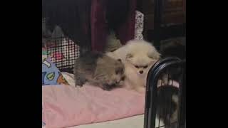 10022025 Suki's Sable Puppy at 7 Weeks Old