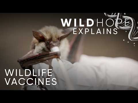 Stopping Wildlife Disease in Its Tracks | Wild Hope Explains
