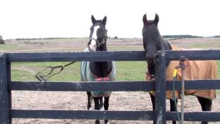 A different kind of horse thief