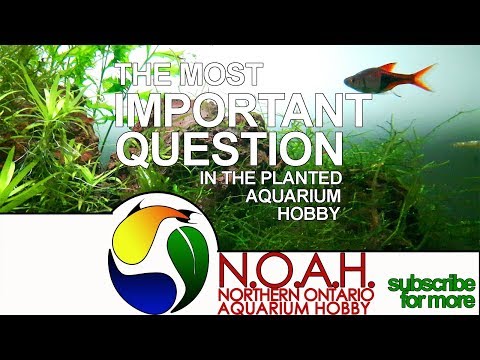 The MOST Important Question When Beginning the Planted Tank Hobby