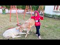 Choti Choti Giya Traveller Suri Is Live