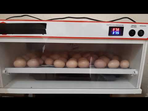, title : 'passo a passo de como colocar ovos para chocar na chocadeira ( vídeo para iniciantes)'