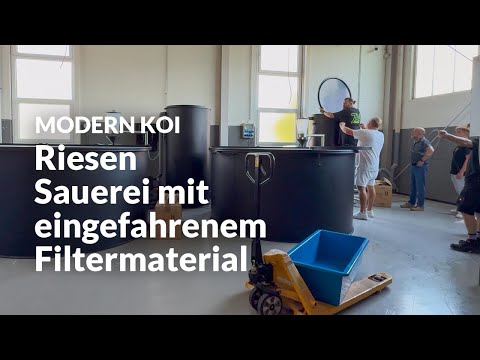 Ein erfolgreicher Filter-Kaltstart | Modern Koi Blog #7943