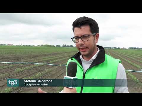 RAI 3 FUORI TG - Ortofrutta e caro gasolio: i costi per l'agricoltura. Con Garuti e Calderoni (Cia)