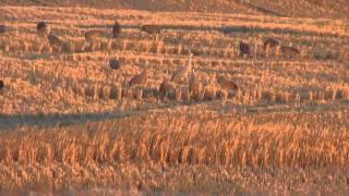 preview picture of video 'Sandhill Cranes, S central Saskatchewan Canada, Oct 10, 2014'