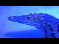 Голубой крокодил 