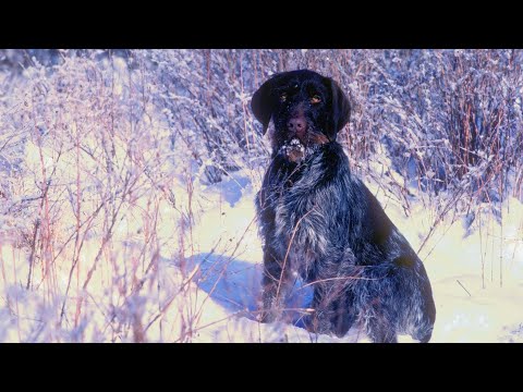 The German Wirehaired Pointer - A Loyal and Versatile Breed