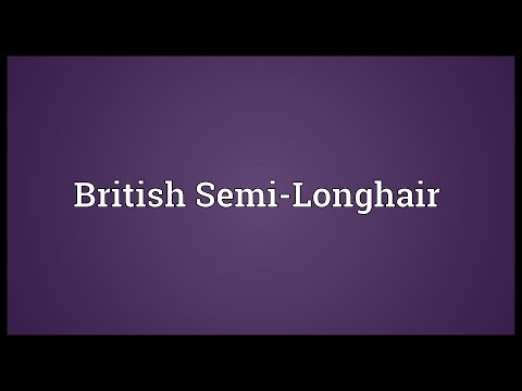 British Semi-Longhair Meaning