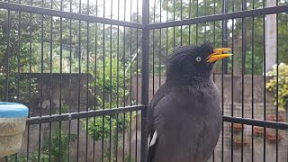 Download lagu Burung Jalak Malas Bunyi KAsi Pancingan Suara Jalak kebo Full isian Eps 811 mp3