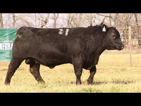 La Rubeta - La Negra 2021 - Toros PC - Corral 8 - Toro 21