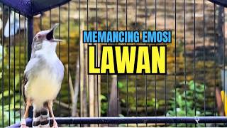 Download lagu suara burung CIBLEK GACOR NGEBREN variasi Pancingan Ciblek Semi, jadikan ciblek kristal gacor emosi mp3