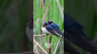 Download lagu Burung Layang-layang: Dengarkan kicauannya yang merdu! 😍 #celanapendek mp3 Download lagu Burung Layang-layang: Dengarkan kicauannya yang merdu! 😍 #celanapendek mp3