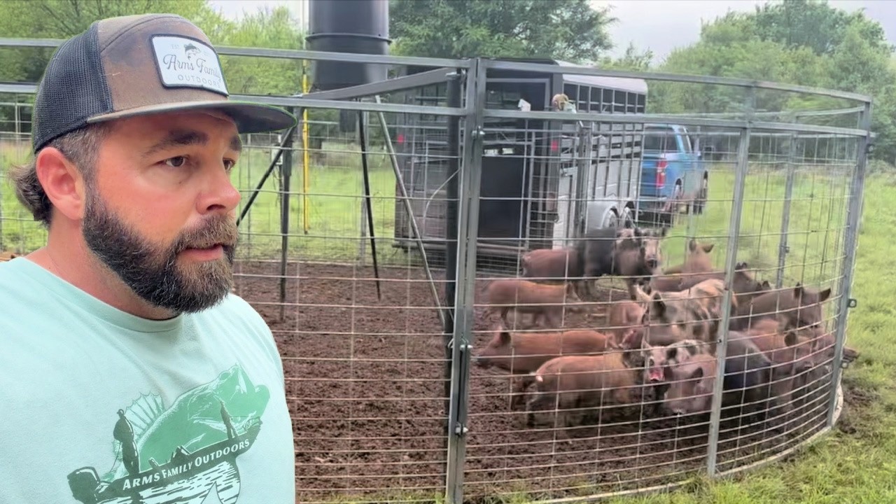 Record Pig Catch! 66 Pigs Caught and Released in a New Trap!
