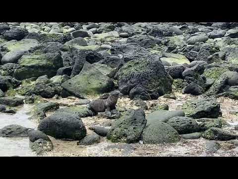Sea lion beach San Cristobal