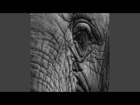 Olvidaré (feat. 4LX)