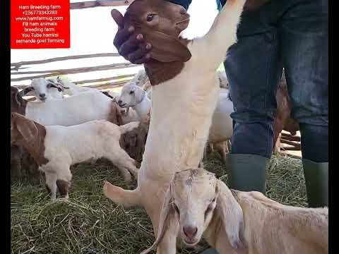 , title : 'How to identify a goat breed ,savanna ,boer ,local and kalahari'