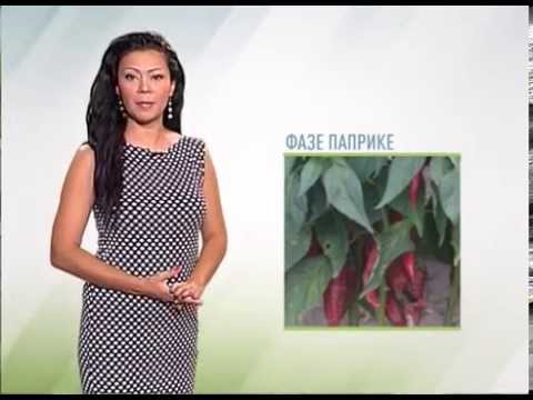 Zelena prognoza, 31.8.2015. - O prisustvu pamukove sovice u proizvodnji paprike