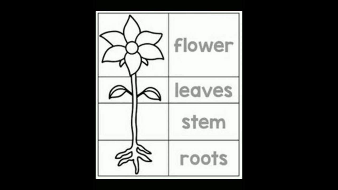 Parts of Plants Worksheets|Download in Description @sahileducationallearning #shorts