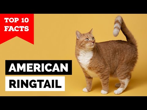 American Ringtail - TOP 10 FACTS