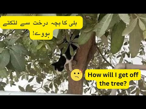 My cat is scared of getting off the tree.