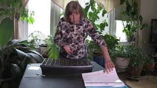 replanting a lupine seedling 2 1