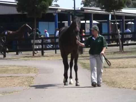 More than ready colt