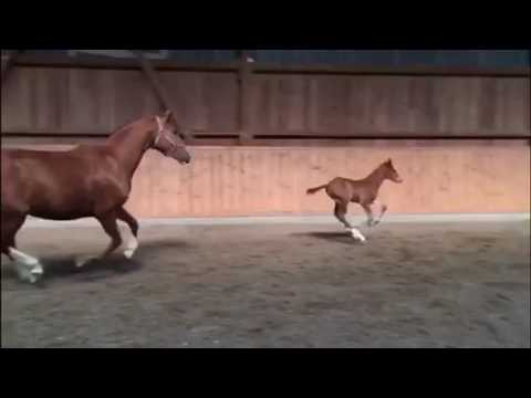 Hengstfohlen Von Monte Bellini-Cascadello I, März 2017