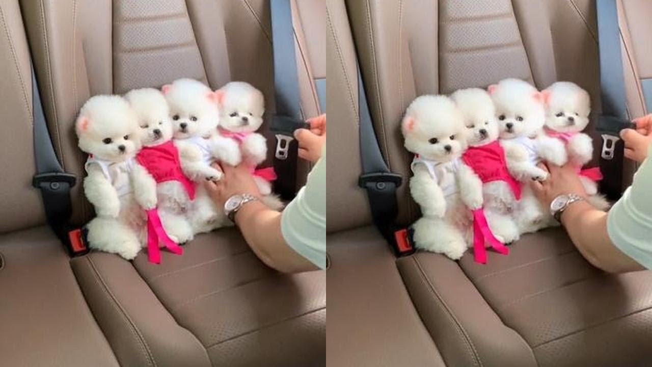 #Teacup Dog #Pomeranian #Pomeranian Shunsuke