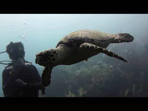 Underwater Utila, Utila,Honduras